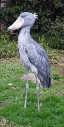IMGP1451