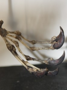bat