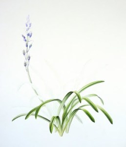 Bluebells First flower 2