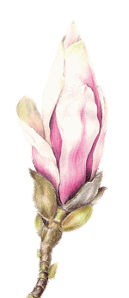 magnoliaknop-transp