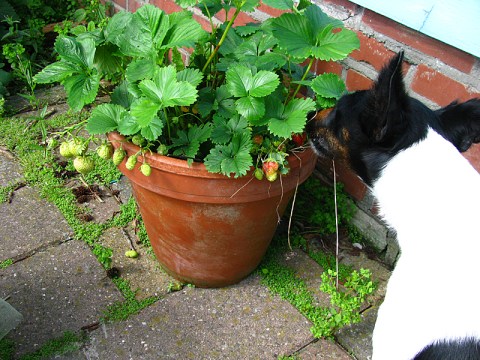 lucie raiding strawb