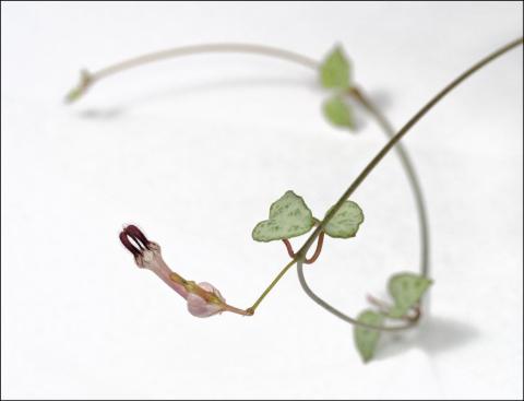 ceropegia
