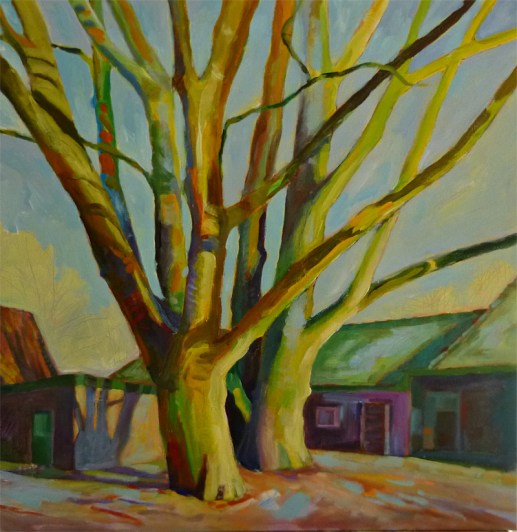 grandfather tree greenish
