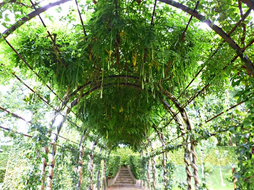 wisteria pods2
