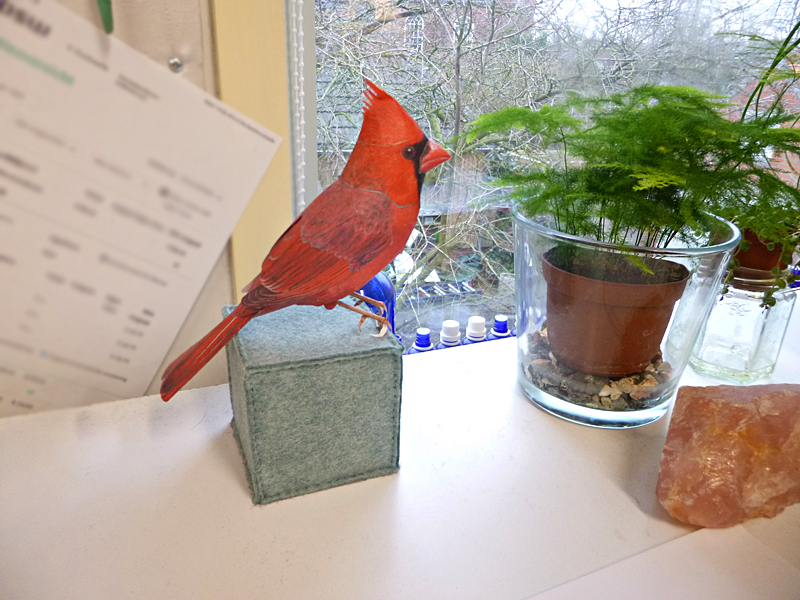 cardinal1