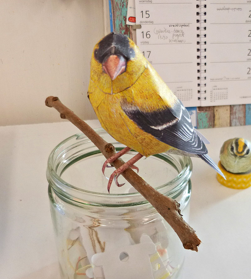 goldfinch1