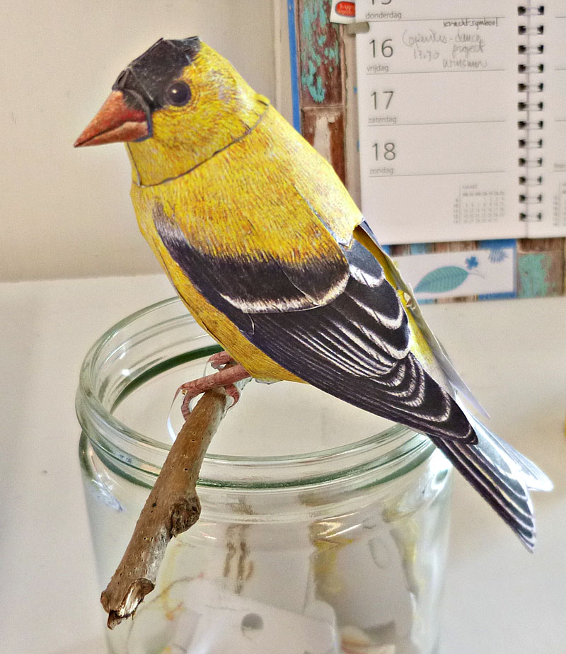 goldfinch2