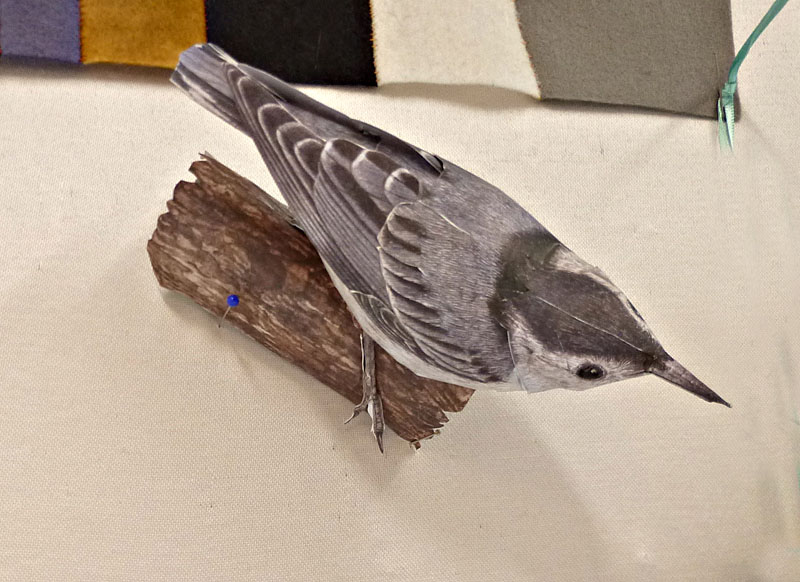 nuthatch