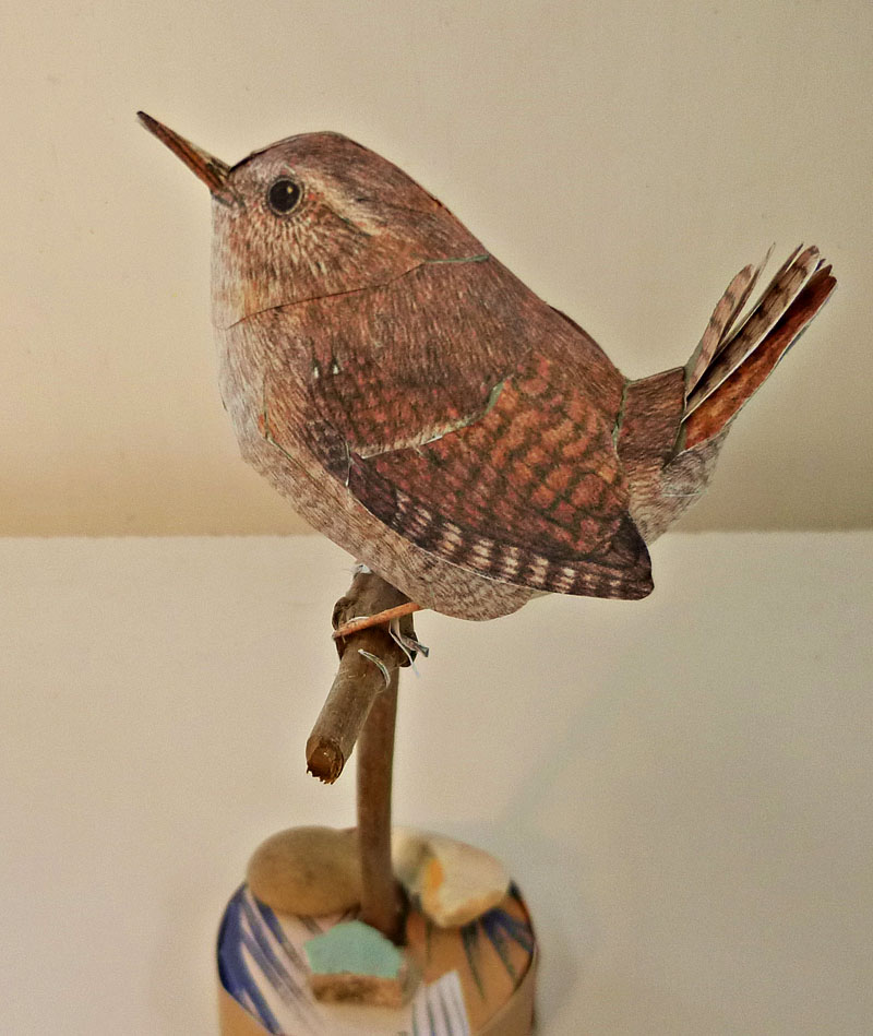 wren2