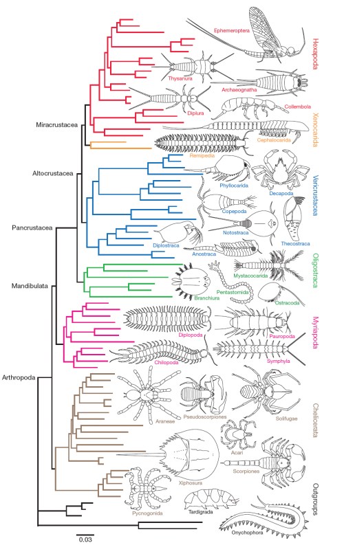 ArthroPhyloRegier2010