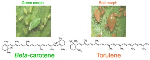 aphid carotenoid morphs