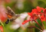Macroglossum stellatarum