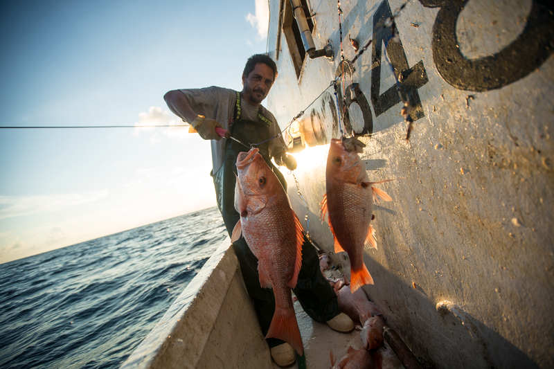 Forget the Guilt—Eating Seafood Can Help Save the Ocean | Opinion