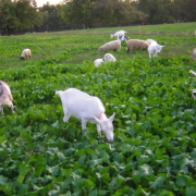 Grazing Sheep and Goats