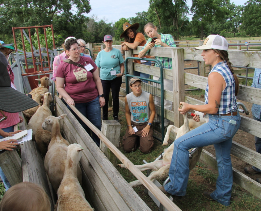 sheep-in-cradle---Lauren-holding-hoof-wide-shot Sheep in a cradle during an ATTRA training