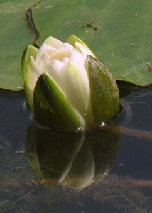 Water Lily