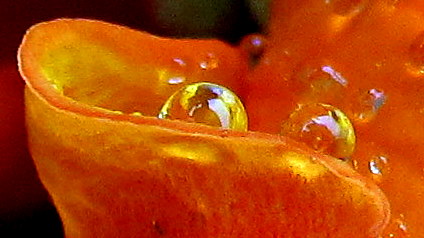 Droplet in Pouch (WP)