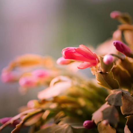 @Ganzeb