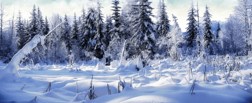 Winter Wonderland