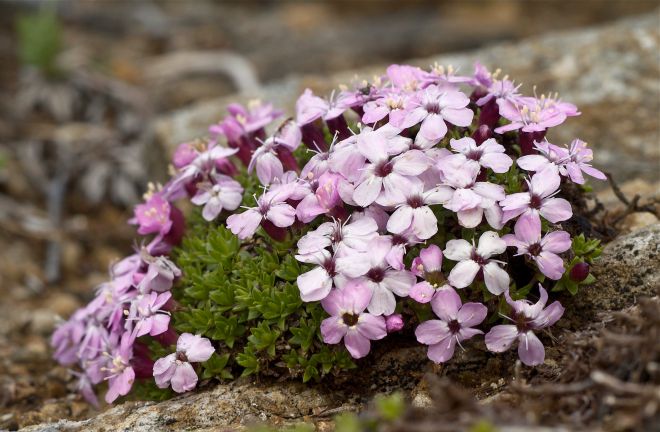 Silene acualis
