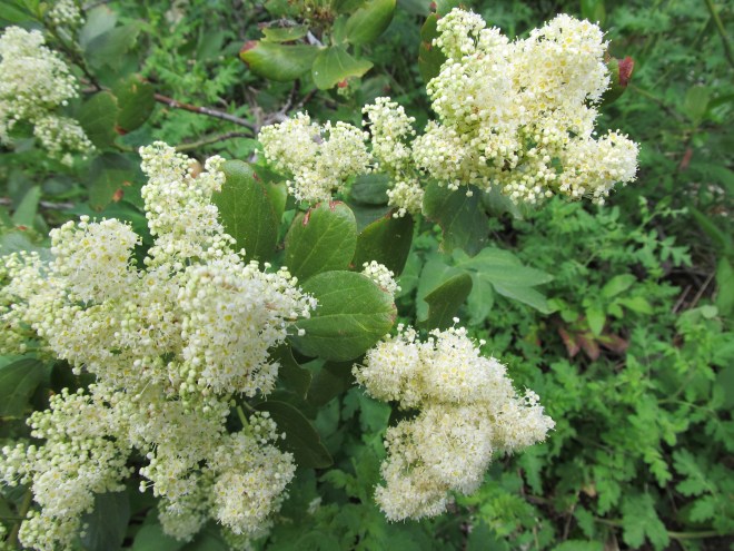 ceanothus velutinus