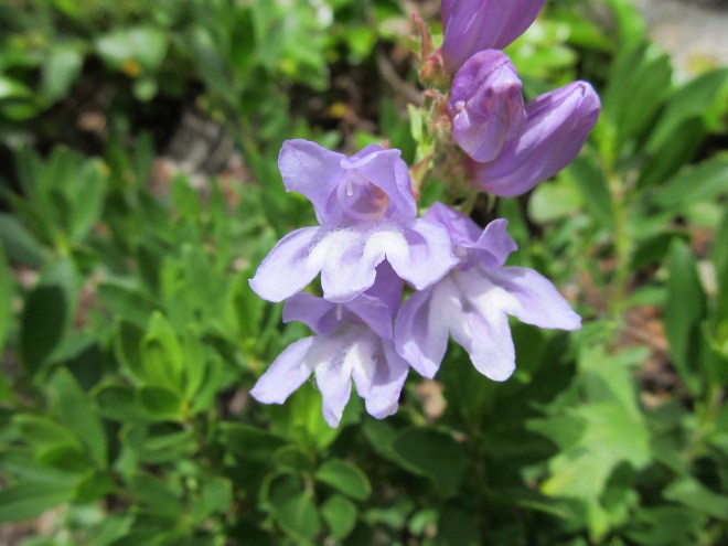 penstemon fruticosus