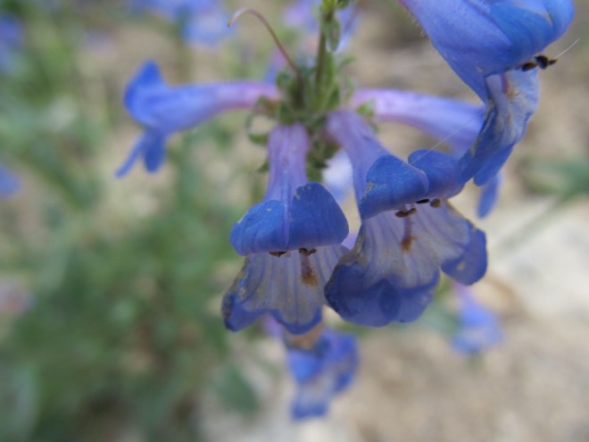 penstemon humilis