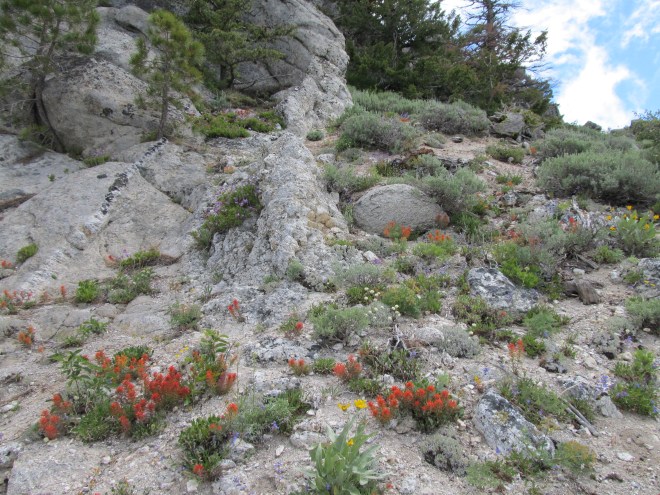 rock garden