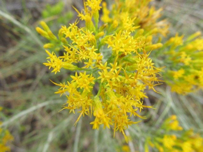 chrysothamnus viscidiflorus