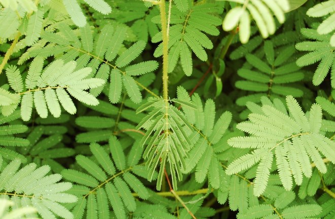 sensitive plant
