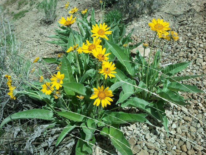 Arrowleaf Balsamroot - Balsamorhiza sagittata