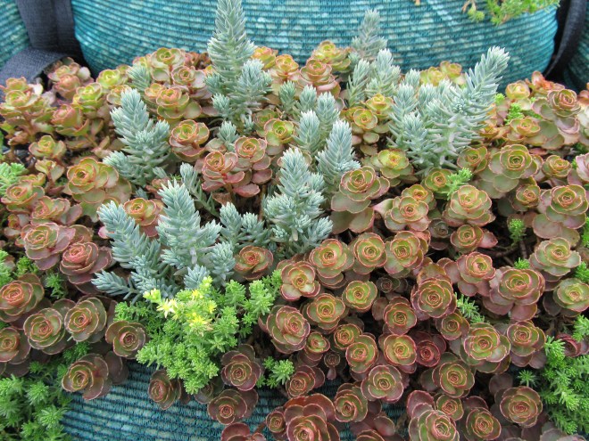 Drought tolerant sedums (Sedum spp.) with their shallow roots and succulent leaves are ideal for use on green roofs where temperatures are often high and water is limited.