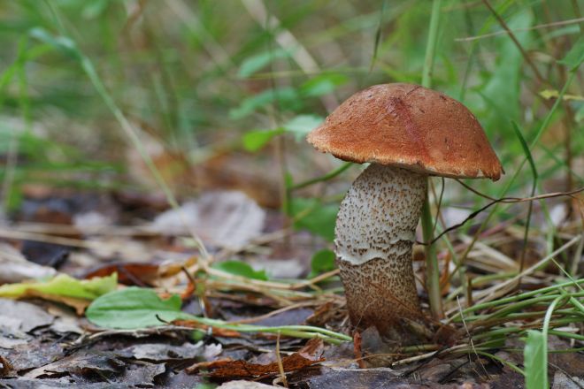Fruiting Body of an Ectomycorrhizal Fungus (photo credit: eol.org)