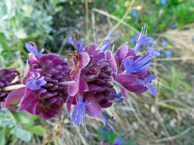 salvia pachyphylla_edit 2