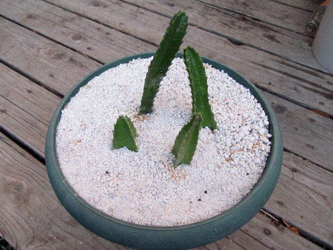 stapelia today_edit