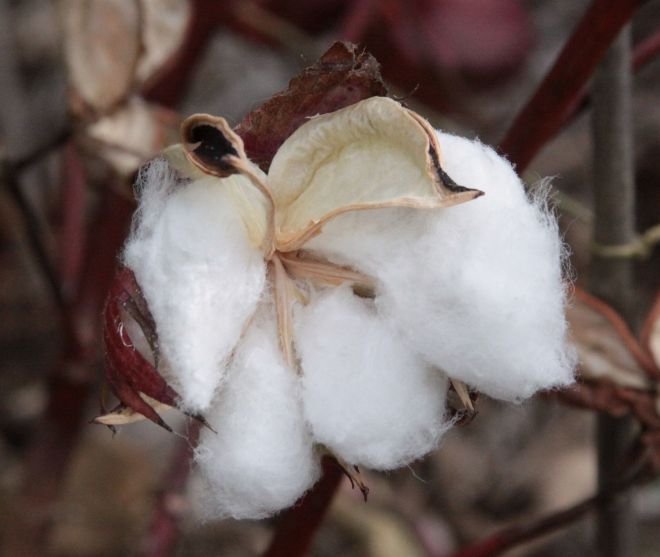 Upland cotton (Gossypium hirsutum) is the most widely cultivated species of cotton in the United States. It is an allopolyploid that produces fibers that are "considerably longer, stronger, and whiter than are possible to obtain from any diploid." (photo credit: www.eol.org)