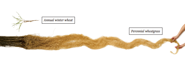 The roots of perennial grasses are considerably more extensive than annual grasses. (photo taken from an article about perennial grain crops at nationalgeographic.com)
