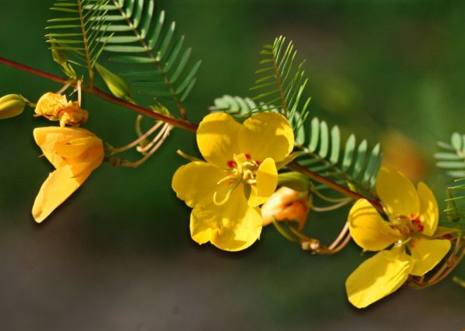 Partidge pea (Chamaecrista fasciculate), an annual plant in the pea family (Fabaceae). One of many nitrogen fixing plants that can help improve soil health. (photo credit: www.eol.org)