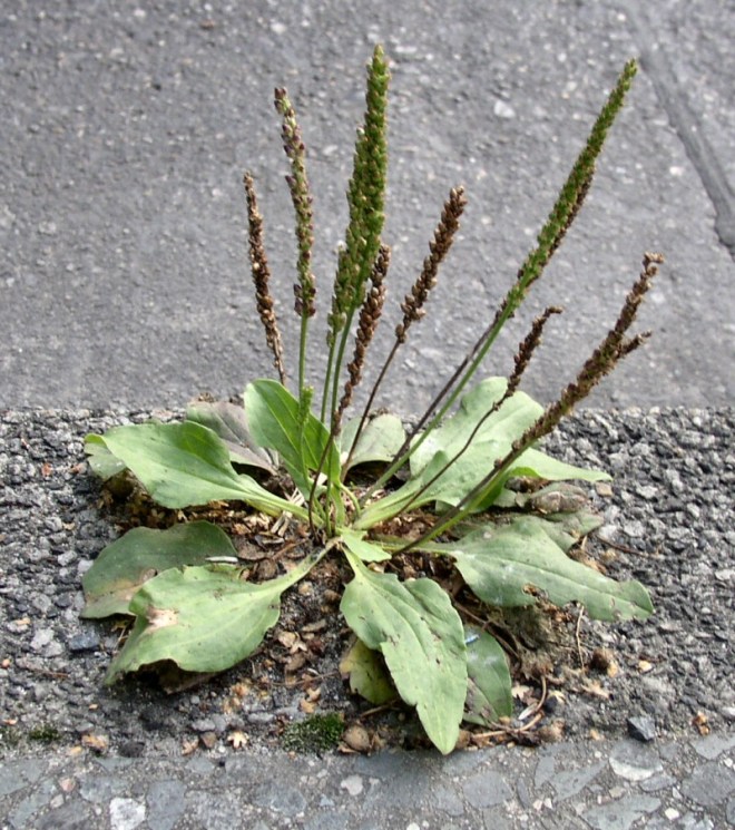 photo credits: wikimedia commons