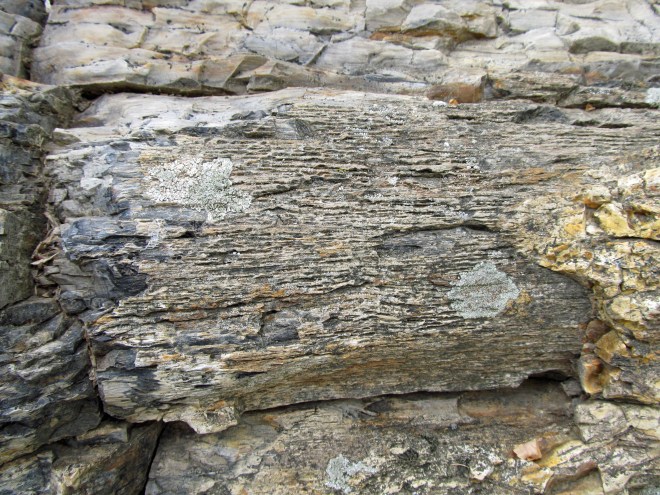 petrified log 6