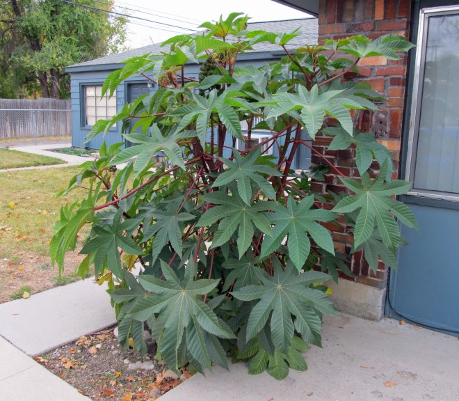 The castor beans that once grew outside my front door.