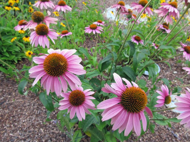 Purple coneflower (Echinacea purpurea)