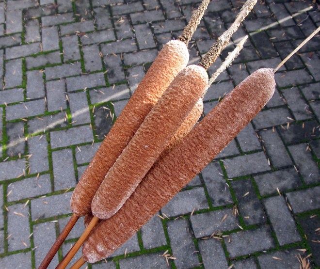 cattails bunch