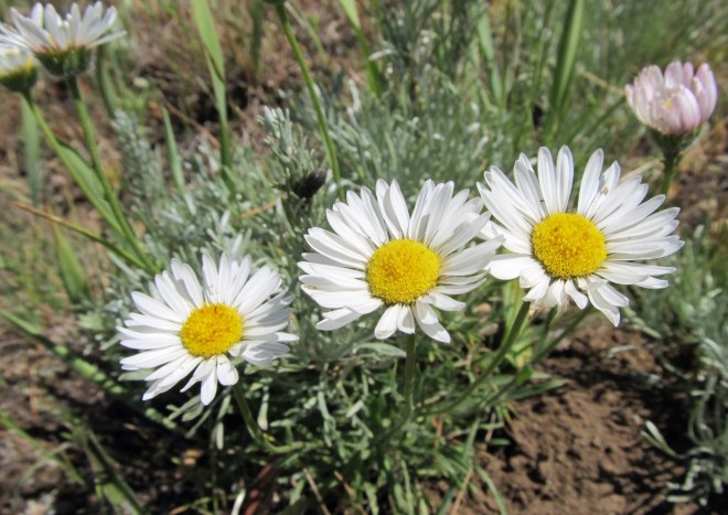 Erigeron