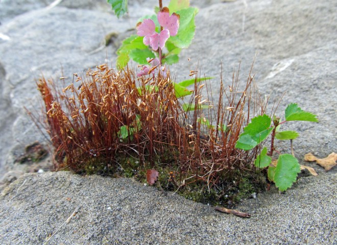 moss as nurse plant