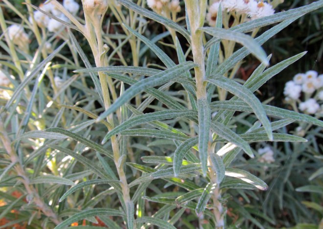 pearly-everlasting-5