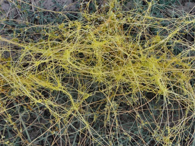 A mass of dodder (Cuscuta sp.) - photo credit: wikimedia commons