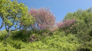 Springtime in Provence