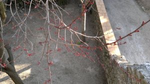 First Buds of the Season