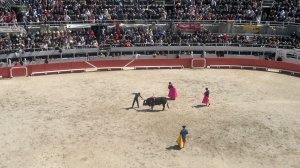 Man meets bull